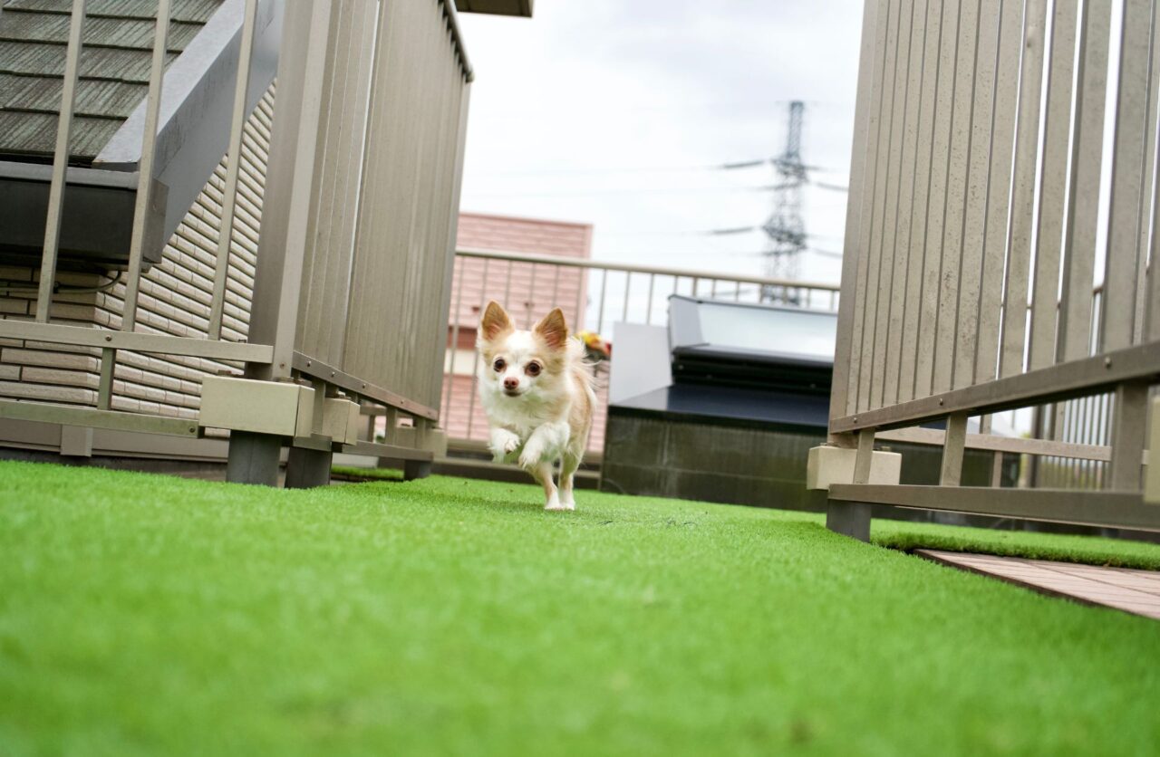 Pet-friendly Turf
