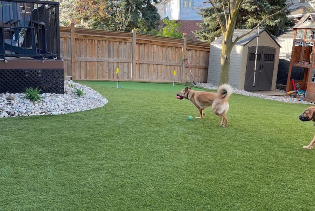 Backyard Turf